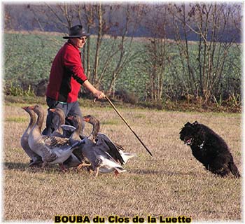 le bouvier des flandres et les oies - Elevage du CLOS DE LA LUETTE - COPYRIGHT DEPOSE